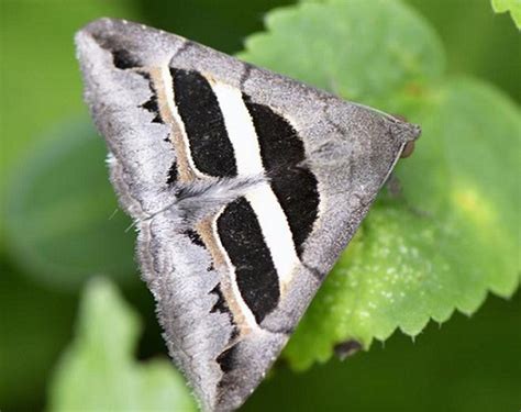 Moths are vital to pollination in the Himalayan ecosystem of northeast India, reveals a recent ...