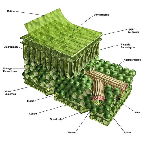 Leaf Cross Section