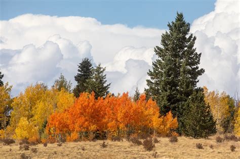 Aspen Trees Scenic Artwork - Teri James Photography