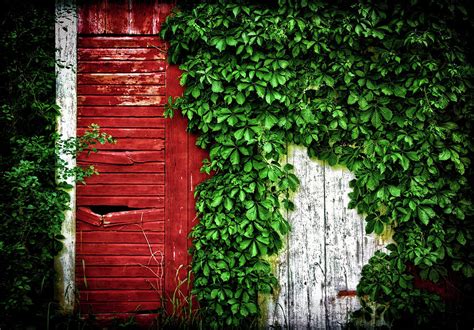 Wild Vines on an Old Shed Photograph by Carolyn Derstine | Fine Art America