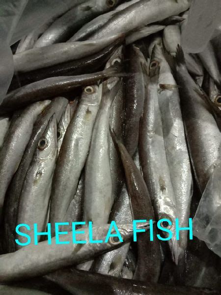 Sheela Fish at Best Price in Port Blair - ID: 5619948 | MRR Sea Foods