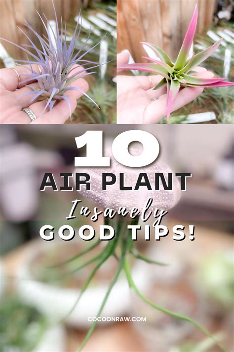 10+ AIR PLANT CARE TIPS you need to know about! - CocoonRaw