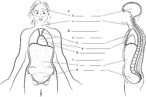 Body Cavities Diagram | Quizlet