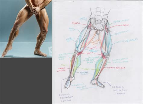 Muscular Legs Drawing at GetDrawings | Free download