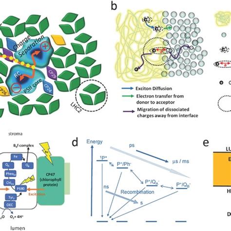 A biohybrid solar cell (BPV) with architecture inspired from OPVs. a ...