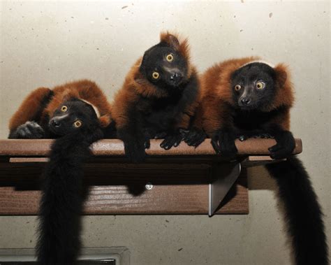 Lemur Study Highlights Role of Diet in Shaping Gut Microbiome | NC ...