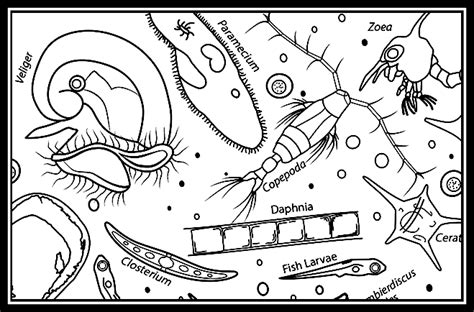 Zooplankton — Delaware Sea Grant