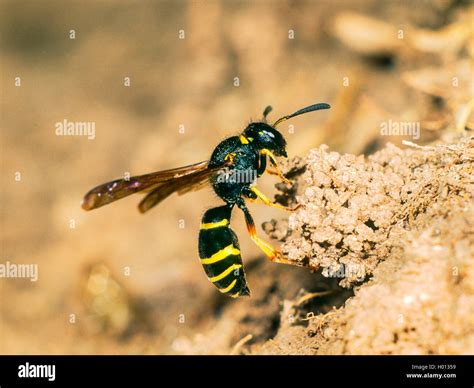 Potter wasp nest hi-res stock photography and images - Alamy