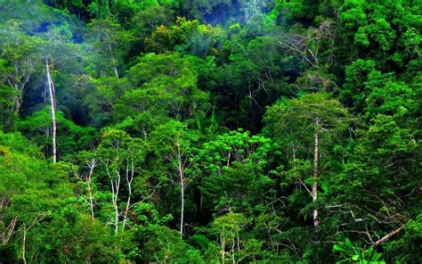 Inilah Rantai Makanan yang Terbentuk Pada Berbagai Ekosistem – Dunia Flora