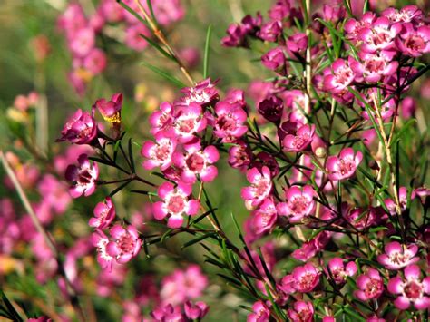 Chamelaucium 'Purple Pride' | Wax flowers, Flowering trees, Australian flowers