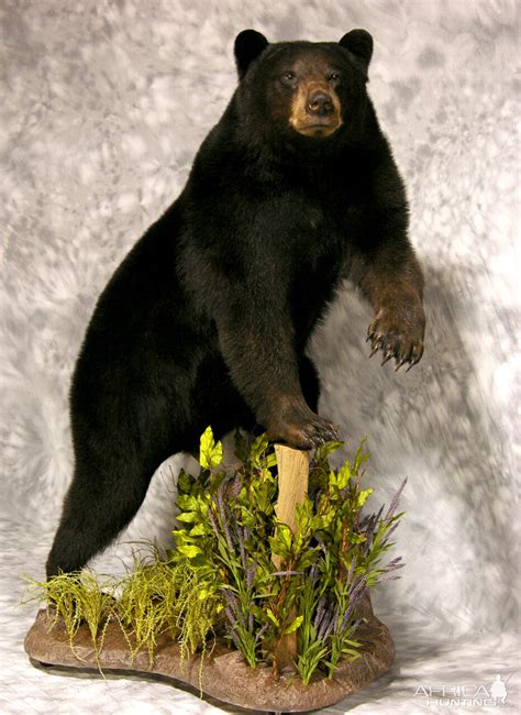 Black Bear Full Mount Taxidermy #1 | AfricaHunting.com