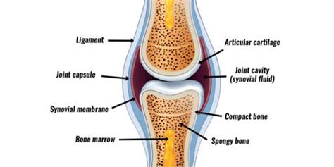 Synovial Joint Knee