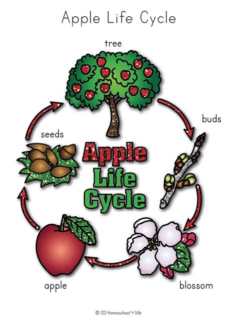 🍎 FREE Apple Life Cycle Printable Worksheets