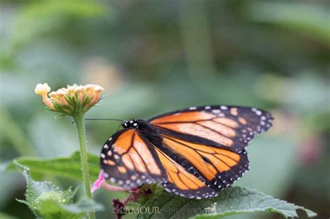 Stratford Butterfly Farm