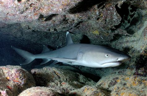 White-tip Reef Shark | Triaenodon obesus | Shark Database