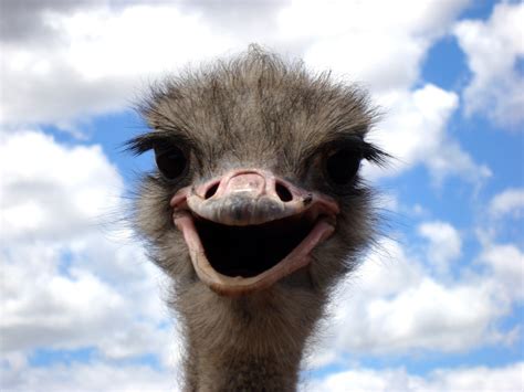 Funny Ostrich Smile