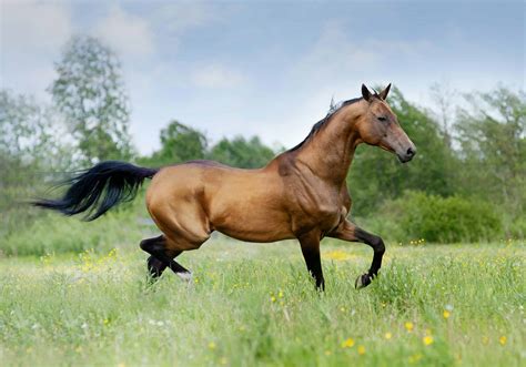 5 Of The Rarest Horse Breeds In The World