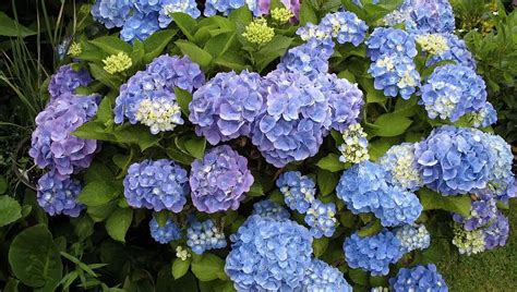 Do Hydrangeas Like Coffee Grounds?