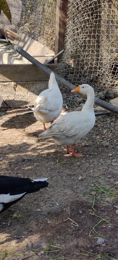 Quick Quack duck stock photo. Image of nature, waterbird - 222935048