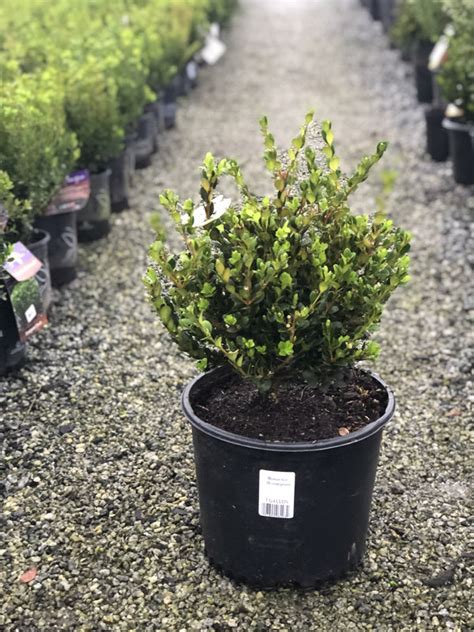 Winter Gem Boxwood 3 Gal | Lichtenfelt's