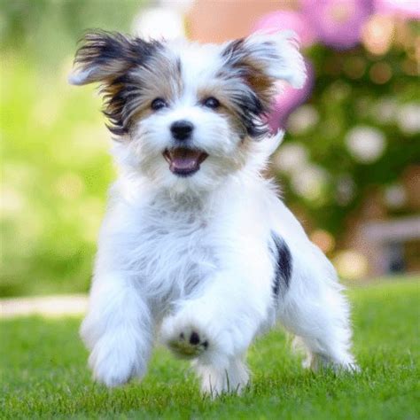 Toy Havanese Puppies | Wow Blog