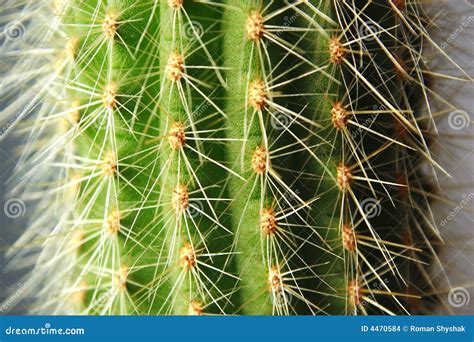 Cactus Needles Picture. Image: 4470584