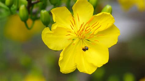 Yellow Apricot Blossom Stock Footage Video - Shutterstock