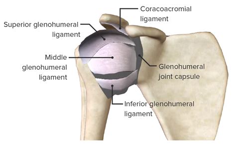 Shoulder Joint: Anatomy | Concise Medical Knowledge