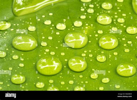 Water droplets on leaves Stock Photo - Alamy