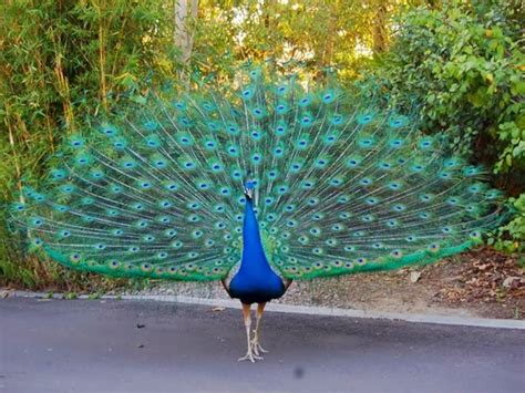 Dancing Peacock HD Wallpaper Free Download - HD Wallpaper Pictures