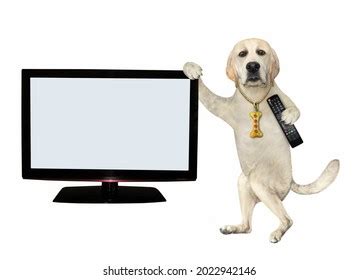 669 Dog tv remote Images, Stock Photos & Vectors | Shutterstock