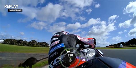 Wallaby Hops Through MotoGP Practice, Ignoring 140 MPH Bikes