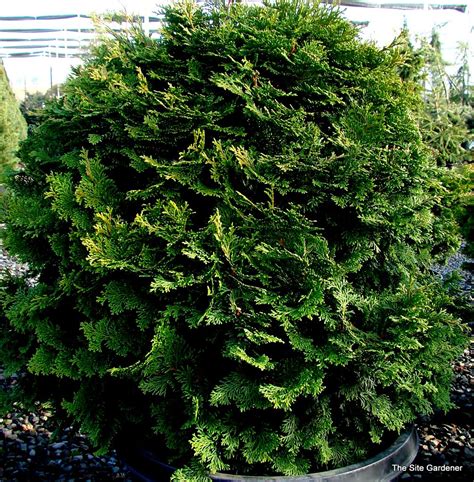 Chamaecyparis obtusa 'Templehof' - The Site Gardener