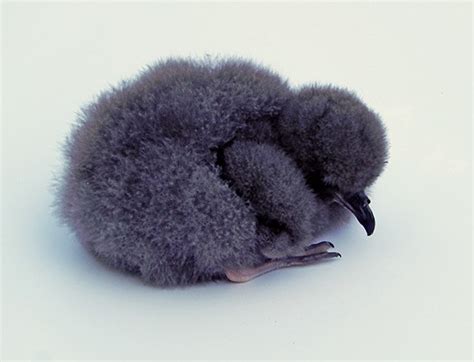 Bermuda Petrel: A Conservation Success Story