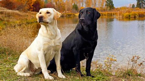 Perro labrador: Curiosidades y cuidados del perro labrador