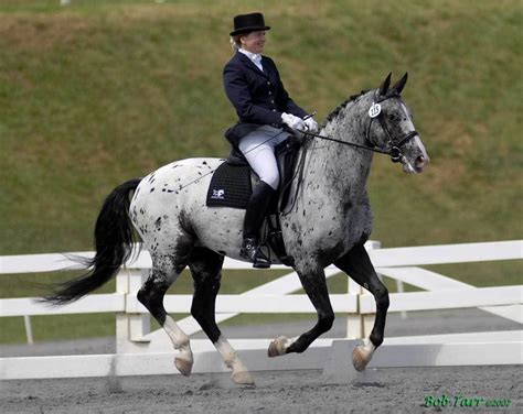 The Knabstrupper or Knabstrup horse | Dressage horses, Horses ...