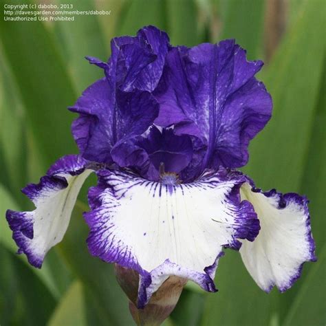 PlantFiles Pictures: Tall Bearded Iris 'Art Deco' (Iris) by carolann