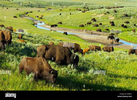 Herd of bison/buffalo grazing in the Hayden Valley, Yellowstone ...