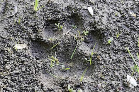 Bobcat Tracks: Identification Guide for Snow, Mud, and More - A-Z Animals