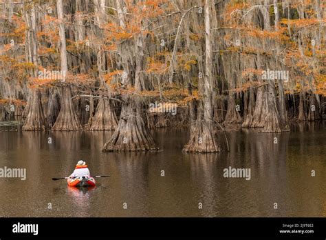 Bald Cypress tree draped in Spanish moss with fall colors and kayaker ...