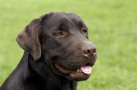 Labrador Training - Some Helpful Tips | Pets4Homes