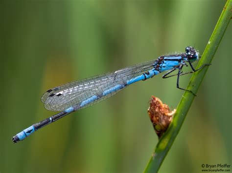 The Distinguished Dozen: Vermont Most Wanted Dragonflies | Vermont Center for Ecostudies