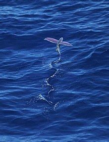 Flying fish - Wikipedia