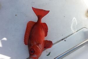 The Glasseye Snapper (Juvenile) - Whats That Fish!