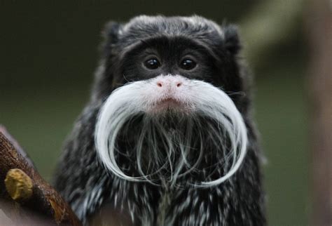 🔥 The Emperor tamarin monkeys from South America all sport a very elegant mustache🔥 ...