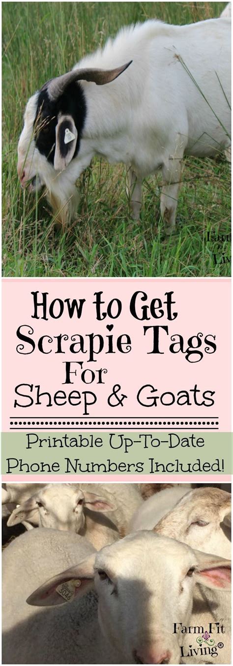 How to Get Free Scrapie Tags for Sheep and Goats | Goats, Goat farming, Sheep