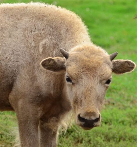 Bison For Sale – White Bison Farm