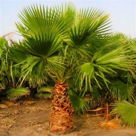 Mexican Fan Palm 100 - 120 cm Washingtonia Robusta Garden Indoor Outdoor Tree | eBay