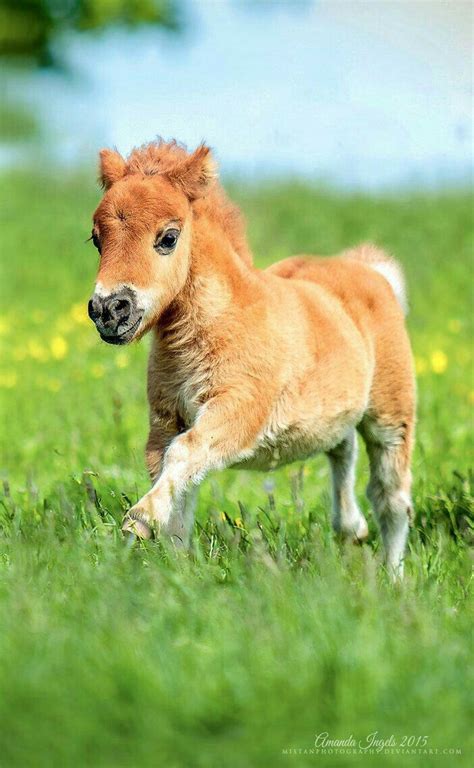 Pin by Slabbert Tablet on Birds, animals and places | Cute baby horses, Baby horses, Cute ponies