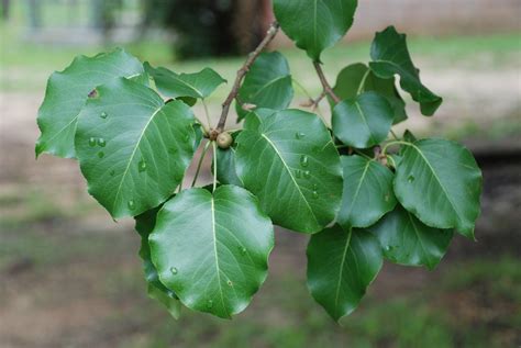 Pear Tree Identification By Leaf